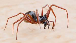 Image result for Pteronia acuminata