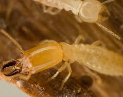 Recent pest control reviews in greenville. Greenville Pest Control Estimate Pest Control Appointment