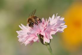 Spirit Bee Beekeeping With A Sense Of The Sacred