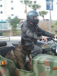 Saw This Guy Cruising Around Biker Dog Funny Dog Pictures Funny Dogs