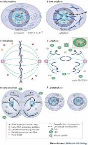 We did not find results for: The Multifunctional Nucleolus Nature Reviews Molecular Cell Biology