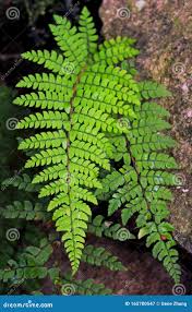 Image result for Dryopteridaceae