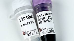 Kasikornbank, a bank in thailand. 1 Kb Dna Ladder Neb