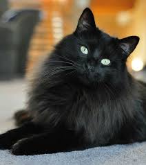 Black Beauty Cats Fluffy Black Cat Cat Adoption