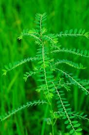 Image result for Phyllanthus polyspermus