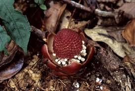 Image result for Balanophoraceae