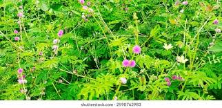 Image result for Mimosa diplotricha