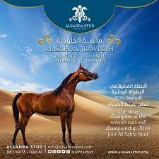 انتقال المهرة الماسة لمربط الصحراء alsahrastud arabian horse horses poster