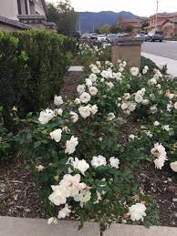 Maybe you would like to learn more about one of these? I Have 75 White Rose Bushes Gardening Garden Diy Home Flowers Roses Nature Landscaping Horticul White Rose Bush White Rose Bushes Landscape Rose Bush