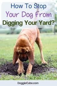 How To Stop Your Dog From Digging Your Yard Doggie Cube Digging Dogs Dog Obedience Training Your Dog