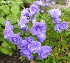 Plantfiles Pictures Campanula Plena Campanula X Haylodgensis By Todd Boland Campanula Flowering Trees Amazing Flowers