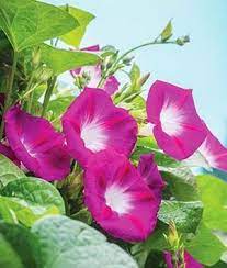 Morning Glory Party Dress Burpee Morning Glory Flowers Garden Vines Wonderful Flowers