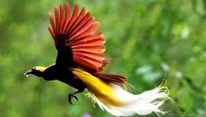 Ayo deh, ayah bunda download semua dan cetak untuk. Pin On Birds