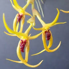 Image result for Bulbophyllum schinzianum
