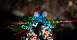 The fastest punches in the animal kingdom probably belong to mantis shrimp — and they may new research shows these larvae begin unleashing their punches by the time they are 9 days old. Microscopy Reveals Mantis Shrimp S Shock Absorbing Secrets Research Chemistry World