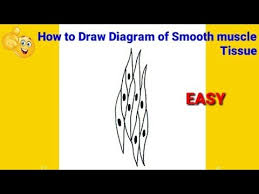 For example muscles of limbs. How To Draw Smooth Muscle Diagram How To Draw Smooth Muscle How To Draw Smooth Muscle Tissue Youtube