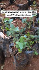 Image result for Strychnos henningsii