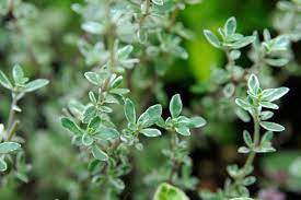 Thyme is grown the world over as it is one of the most versatile herb plants, with numerous species of culinary and medicinal varieties completing the genus thymus, most commonly thymus vulgaris. How To Grow Thyme Bbc Gardeners World Magazine