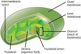 Check spelling or type a new query. An Overview Of Photosynthesis Biology For Majors I