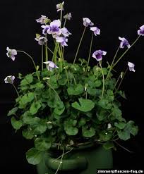 Australisches Veilchen Viola Hederacea Alpenveilchen Topf Und Kubelpflanzen Blumen Anbauen