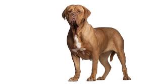 The colossal mastiff belongs to a canine clan as ancient as civilization itself. Bordeaux Dogge Rassebeschreibung Purina