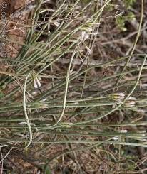 Image result for Kleinia longiflora