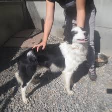 Voir plus d'idées sur le thème chiot, animaux mignons, photo chien. Adoption De 15886 Tennessee Moyen Chien Border Collie Region Midi Pyrenees
