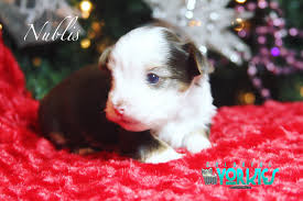 Nublis Is Chocolate White Ocean Pearl Blue Diamond Yorkie Colorfulyorkies Com Yorkie Beautiful Dogs Blue Diamond