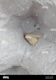 Image result for Photedes minima