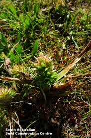 Image result for Elytrophorus spicatus