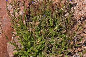 Image result for Stemodia serrata