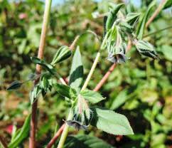 Image result for Trichodesma zeylanicum