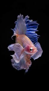 Pin On Fotos De Peces