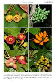 Image result for Uvaria schweinfurthii