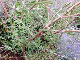 Image result for Oleandra distenta