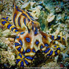 Deadly And Dangerous Australian Animals Australian Animals Deadly Animals Animals