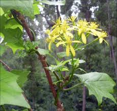 Image result for Senecio deltoideus