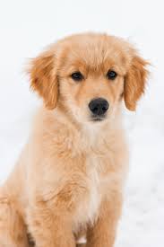 Maybe you would like to learn more about one of these? Best 500 Golden Retriever Puppy Pictures Download Free Images On Unsplash