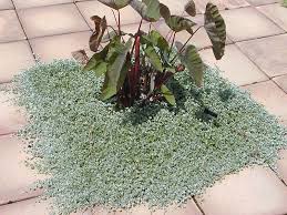 Image result for Dichondra