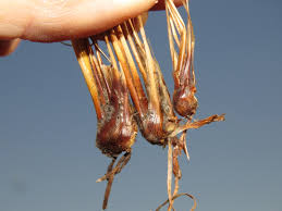 Image result for Bulbostylis oritrephes