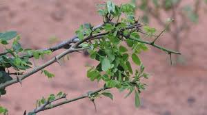 Image result for Dalbergia melanoxylon