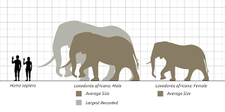 African Bush Elephant Wikipedia