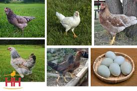 hoover s hatchery prairie bluebell egger chicken coop garden bluebells