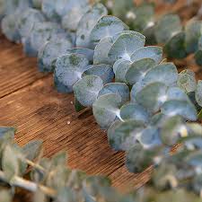 Image result for Eucalyptus