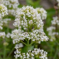 Image result for Centranthus