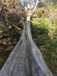 Image result for Ficus obliqua