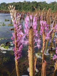 Image result for Podostemaceae