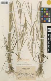 Image result for Digitaria comifera