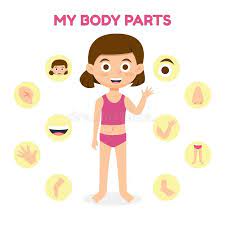 1,000+ vectors, stock photos & psd files. Girl Body Parts Cartoon Stock Illustrations 869 Girl Body Parts Cartoon Stock Illustrations Vectors Clipart Dreamstime