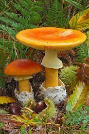 Chanterelle (cantharellus) is bright yellow to orange and found from june to september under hardwood trees, especially oak, and under hemlock, which is its favorite host in ohio.photo courtesy of b. Pin On Fungi Mushrums Manitaria